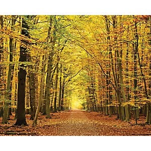 ohpopsi Autumn Forest Leaves Wall Mural Multi 14.4m L
