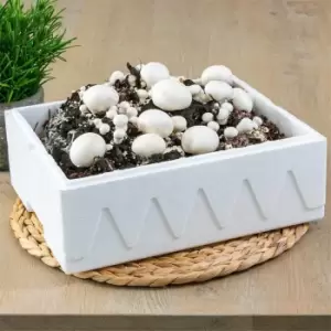YouGarden White Mushrooms 7.5 Litre - Brown