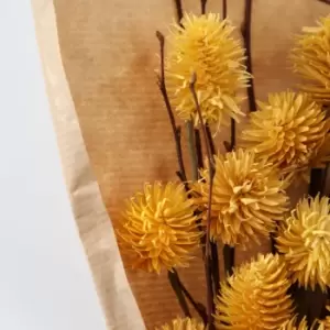 Crossland Grove Dried Thistle Bundle In Paper Wrap Ochre H460Mm