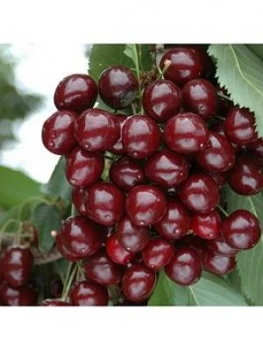 Compact Sweet Cherry Bush 'Porthos' 3L Potted Plant