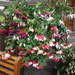 YouGarden Pair of Trailing Fuchsia Hanging Baskets
