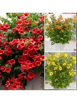 Campsis Summer Jazz Collection 3 Plants