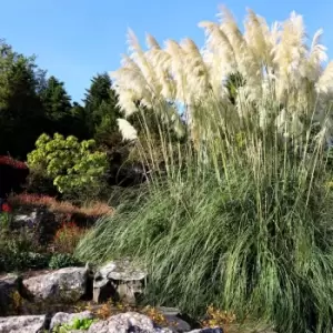 Thompson & Morgan Cortaderia selloana 'White' Pampas Grass 11cm x 2