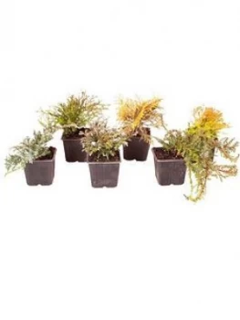 Evergreen Hardy Dwarf Conifer Collection 6 X 9Cm Pots