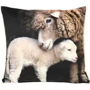 Riva Home Sherpa Lamb Cushion Cover (50x50cm) (Multi)