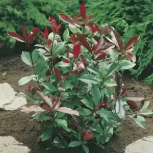 Yougarden Photinia 'Red Robin' Hedging Pack x 10 Plants