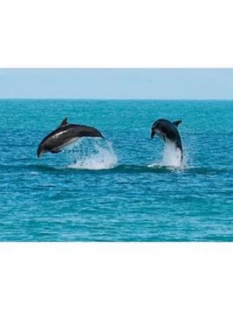 Virgin Experience Days Dolphin Watching For Two In Ceredigion, Wales