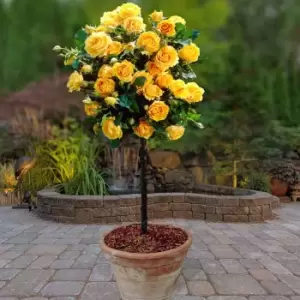 YouGarden Pair of Yellow Patio Standard Roses