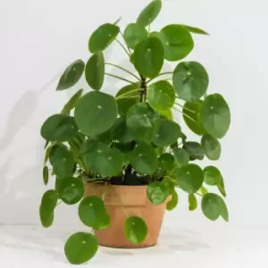 YouGarden Pilea Peromioides (Chinese Money Plant) In 13Cm Grow Pot