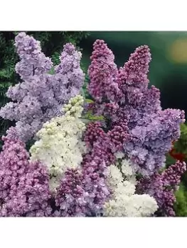 Fragrant French Lilac Plants Collection 3X9Cm Plants