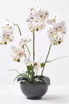 White Orchid 62cm Phalaenopsis in Ceramic Pot Extra Large, 5 Stems