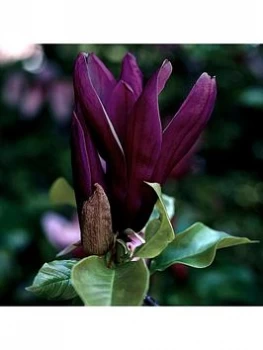 Black Flowered Magnolia 'Genie' P14