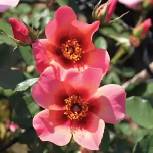 YouGarden Rose Of The Year 'For Your Eyes Only'
