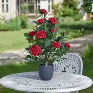 Faux Decor Faux Decor 60cm Regent's Roses - Ruby Red