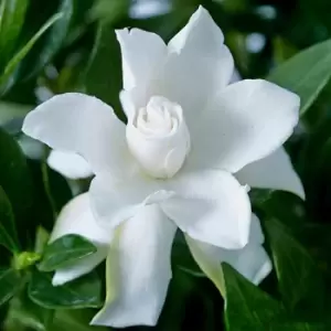 YouGarden Gardenia Jasminoides 'Celestial Star' in 9cm Pot