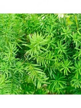 Yew Hedging - 10 Plants - 25 Plants