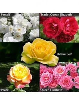 Garden Glamour Rose Bushes X5 Bushes Bare Root