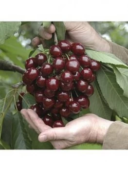 Sweet Cherry 'Stella' Patio Fruit Tree 5L Potted Plant 1.4M Tall