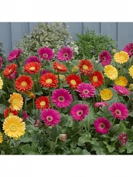 Hardy Gerbera Garvinea Collection 3 X 7Cm Potted Plants