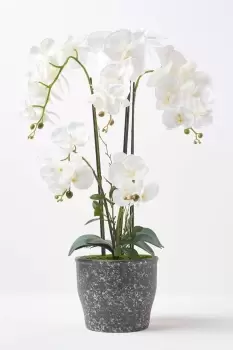 White Orchid 82cm Phalaenopsis in Ceramic Pot Extra Large, 4 Stems