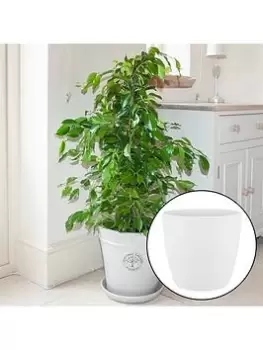 Ficus Benjamina Exotica With White Pot