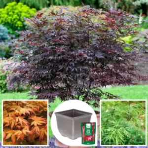 YouGarden Japanese Maple Collection with Tulipa Planter Pots and Feed