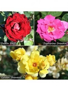 Climbing Rose Collection X 3 Bushes Bare Root