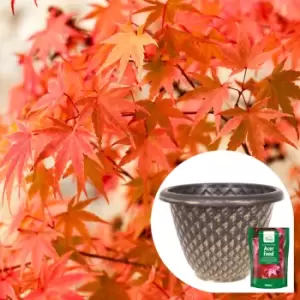 YouGarden Phoenix Acer With Pinecone Planter Pot and Feed