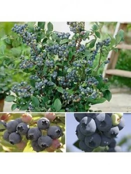 Blueberry Collection 3 X 3L
