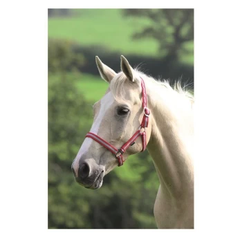 Shires Wessex Head Collar - Red