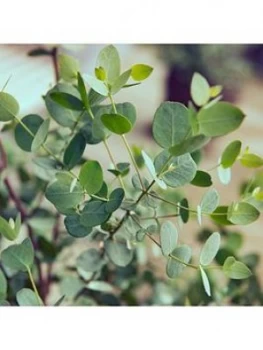 Eucalyptus Gunnii Azura 13Cm Pot