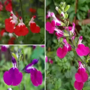 YouGarden Salvia 'Lips' Collection x 3 in 9cm Pots