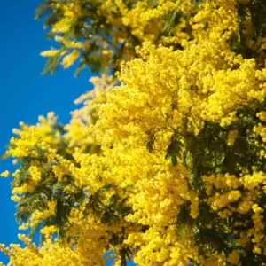 YouGarden Flowering Mimosa Tree 70cm Tall