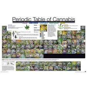 Periodic Table Of Cannabis Maxi Poster
