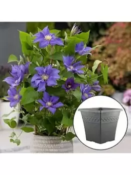 Pair Of 'Olympia' Boulevard Clematis & Infinity Planter Pots