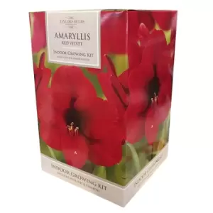 You Garden YouGarden Red Amaryllis Large Gift Pack