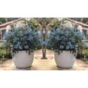 Thompson & Morgan Thompson and Morgan Corydalis flexuosa 'Porcelain Blue' x 6 Jumbo Plug
