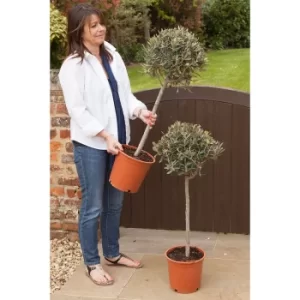 Pair of 80cm Tall Standard Olive Trees