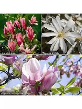 Fragrant Magnolia Collection 3X 9Cm Potted Plants