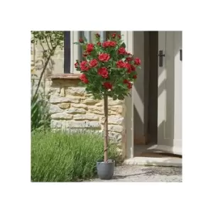 Garden mile Artificial Regent's Rose Potted Plant or Tree Free Standing Faux Flowers for Home Garden Decorative Faux Foliage Indoor Outdoor Decor