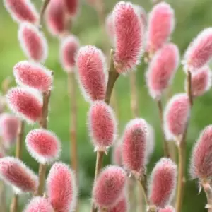 Yougarden Salix Pink Pussy Willow 'mount Aso' Standard
