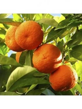 Large Orange Tree 6.5L With Pinecone Planter & Citrus Feed