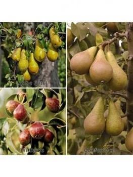 You Garden Three Variety Family Pear Tree 3L Potted