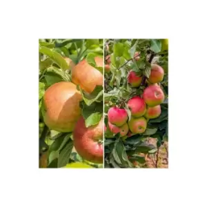 Duo Fruit Apple Tree - 3L potted 70-80cm