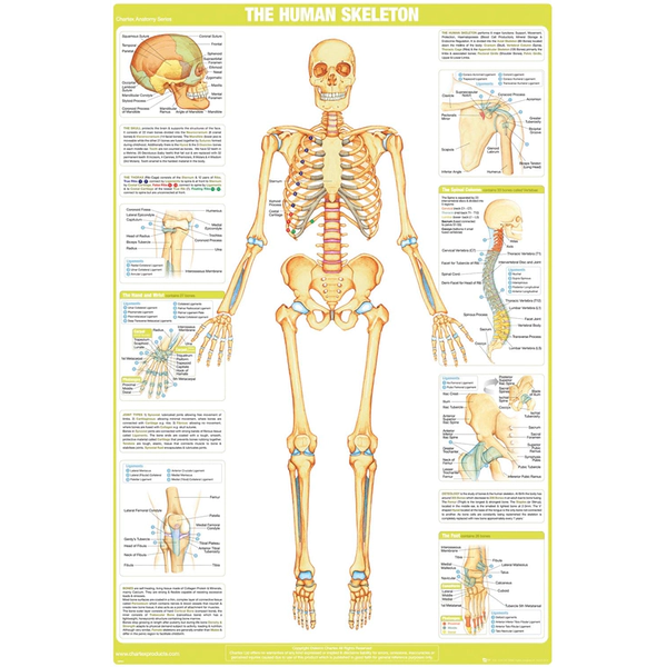 Chartex - The Human Skeleton Maxi Poster