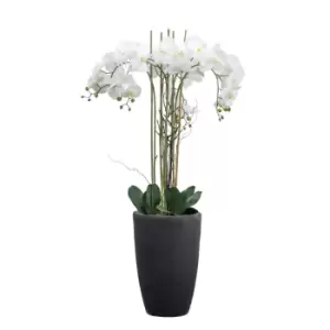 Crossland Grove Potted Phalaenopsis Orchid X5 White H940Mm