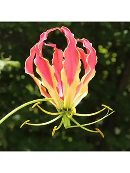YouGarden Gloriosa 'Flame Lily' - 3 tubers - Size 3 tubers