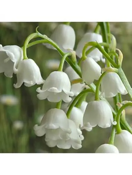 YouGarden Convallaria Lily of the Valley (10 Pips) - Size 10 Pips