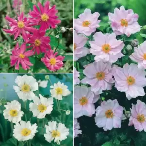 YouGarden Hardy Japanese Anemone Collection x 3 Plants in 9cm Pots