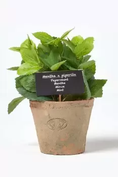 Artificial Mint Plant in Decorative Pot